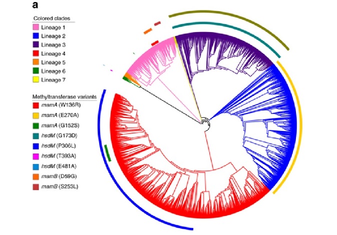 Filogènia de l’MTBC amb 4.595 genomes de tot el món inclosos els set llinatges humans coneguts. Cada arc representa una mutació que ha inactivat un patró de metilació en les soques corresponents. /CSIC.